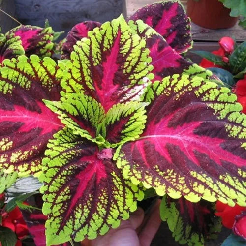 Green Brown Coleus Flower seeds for Planting - Cottage Garden Essential, Heirloom & GMO Free Seeds for Home Garden