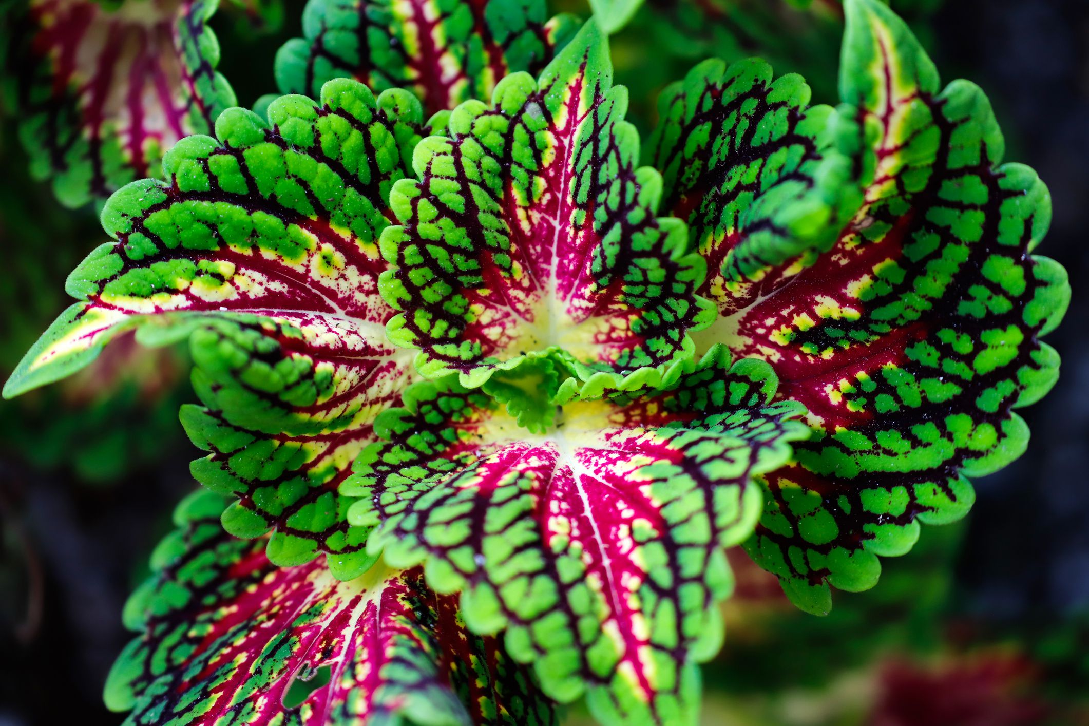 Coleus Flower seeds for Planting - Compact Growth, Heirloom & GMO Free Seeds for Home Garden