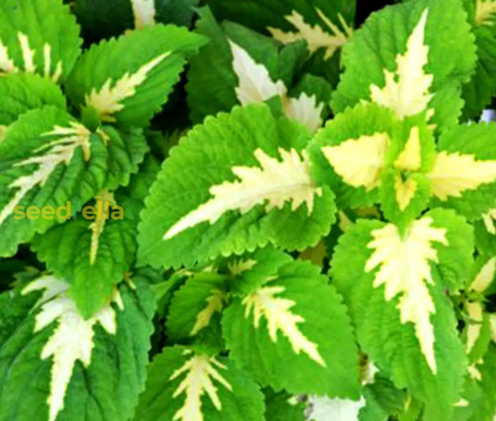 Coleus Seeds - Green & White Varieties For Planting Plant Seeds