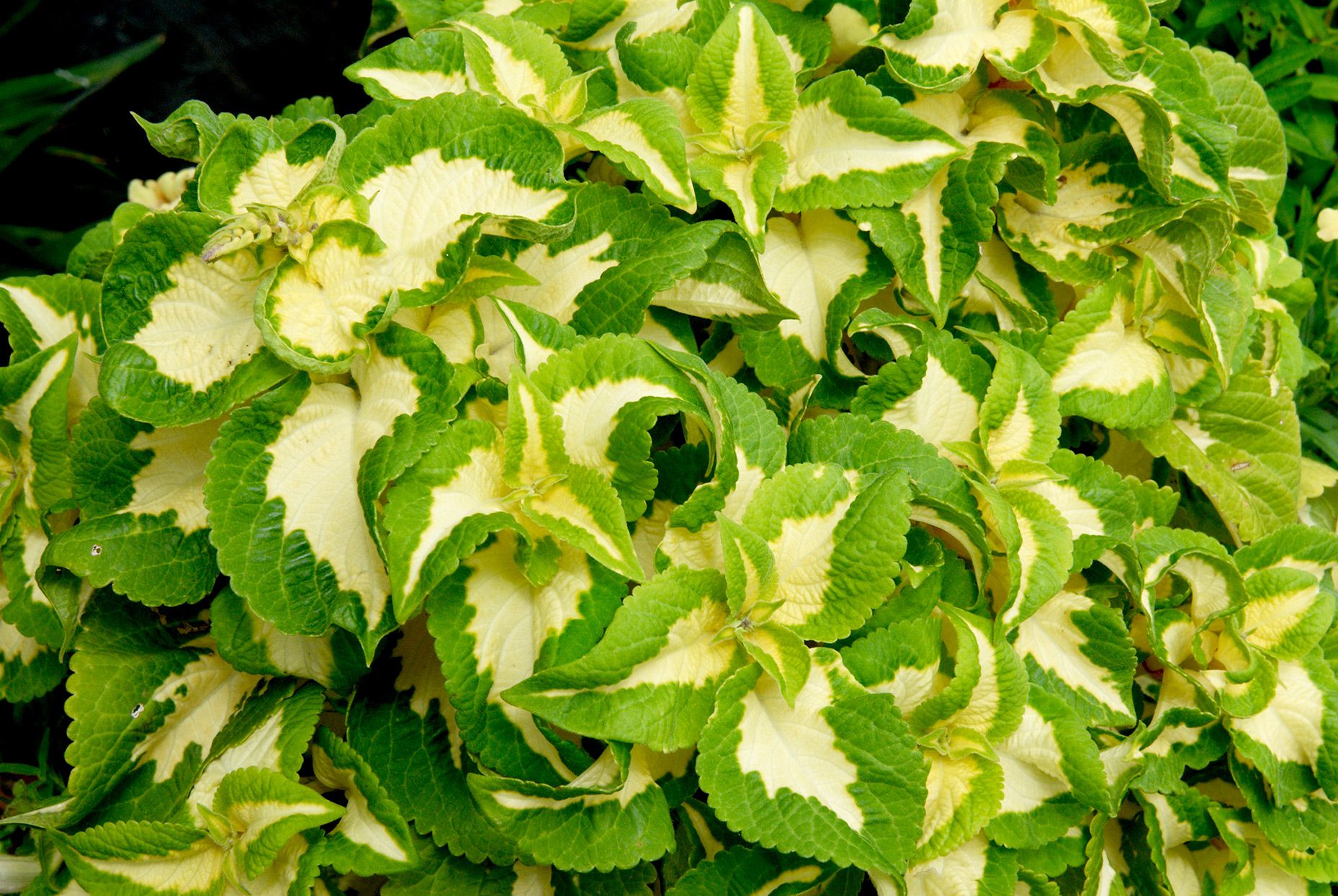 Green White Coleus Flower seeds for Planting - Bright Blooms, Heirloom & GMO Free Seeds for Home Garden