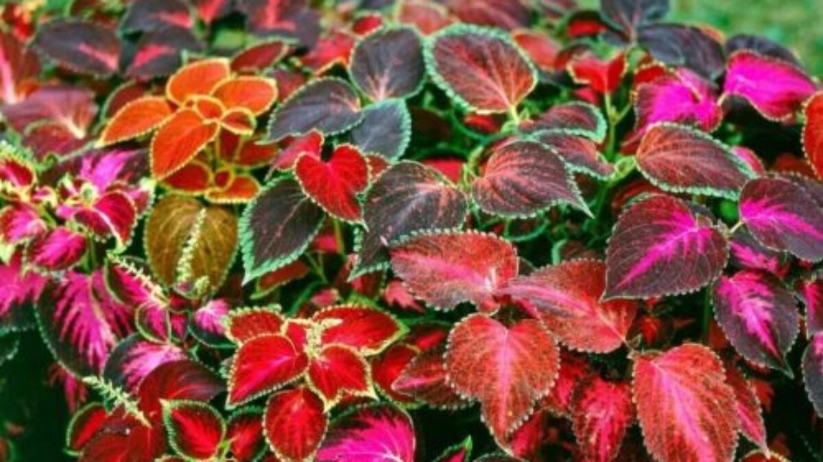 Coleus Flower seeds for Planting - Pollinator Friendly, Heirloom & GMO Free Seeds for Home Garden