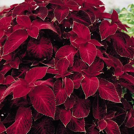 Red Coleus Flower seeds for Planting - Sun Loving, Heirloom & GMO Free Seeds for Home Garden