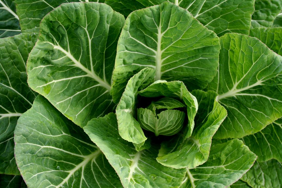 Healthy Collard Greens plants growing in full sun