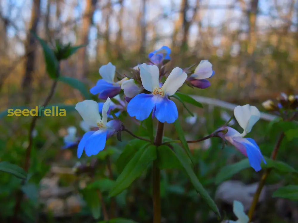 Collinsia Verna Flower Planting Seeds - Vibrant Annual For Colorful Gardens