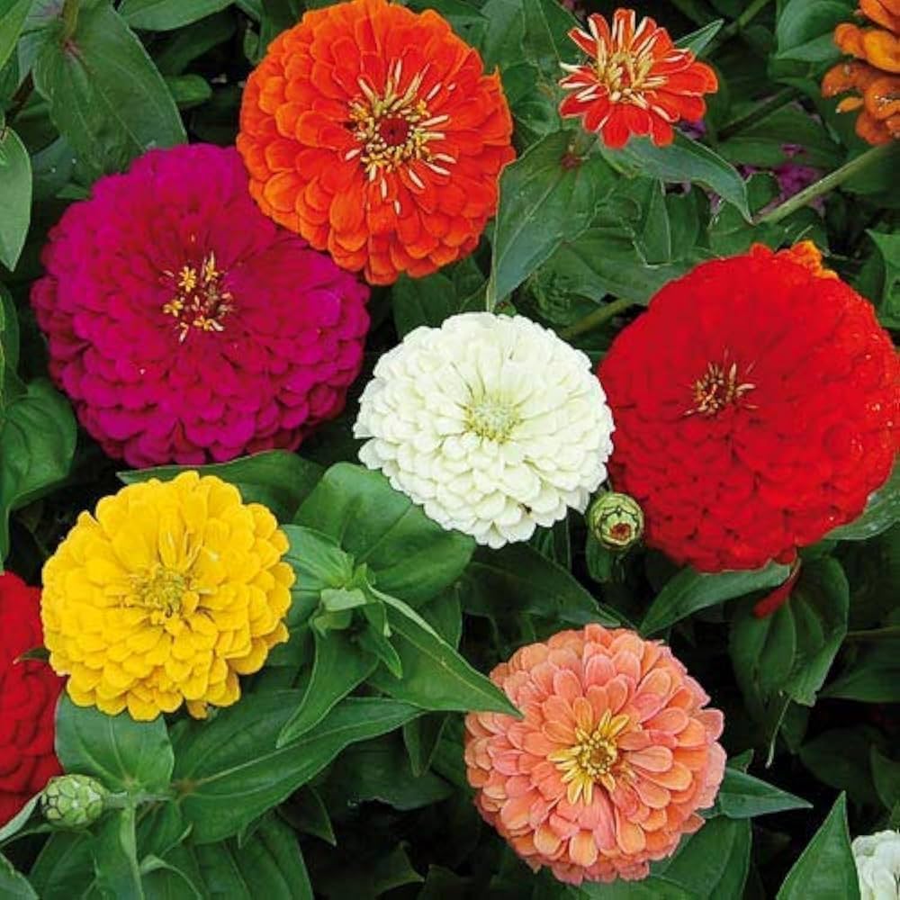 Zinnia Dahlia Flowered Seeds – Vibrant Ornamental Flowers for Cut Gardens