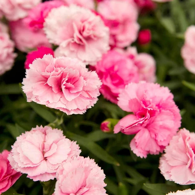 Dianthus Flower Seeds – Organic Non-GMO Annual for Ornamental Displays
