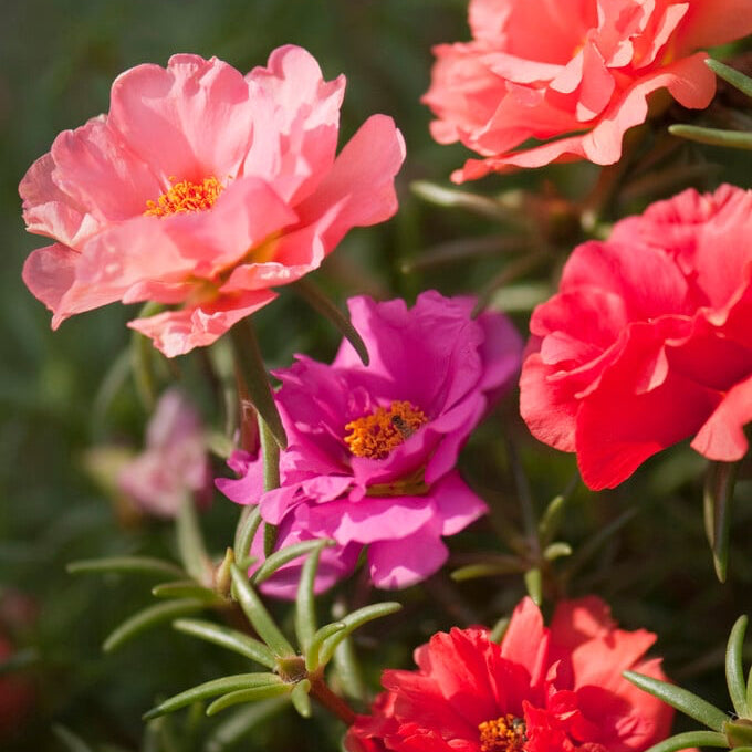 Organic Portulaca grandiflora Seeds – Sun-Loving Garden Flowers