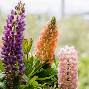 Heirloom Lupin Seeds – Non-GMO Pollinator Plant for Backyard Gardens