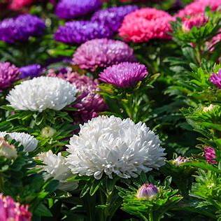 Chinese Aster Flower Seeds – Vibrant Daisy-Like Blooms for Borders & Pots