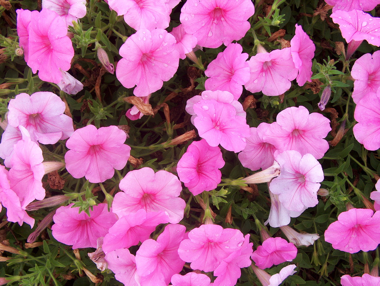 Supertunia Seeds – Organic-Inspired Hybrid Petunia for Colorful Displays