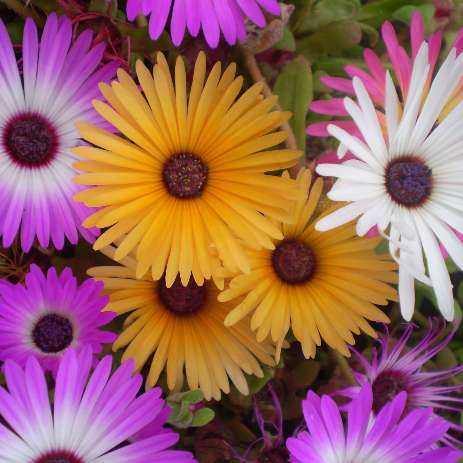 Heirloom Mesembryanthemum Seeds – Non-GMO Drought-Tolerant Garden Flower