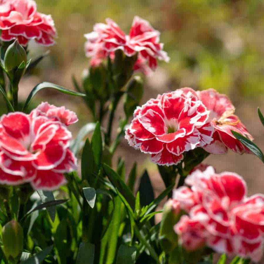 Organic Dianthus caryophyllus Seeds – Heirloom Carnation Flower Variety
