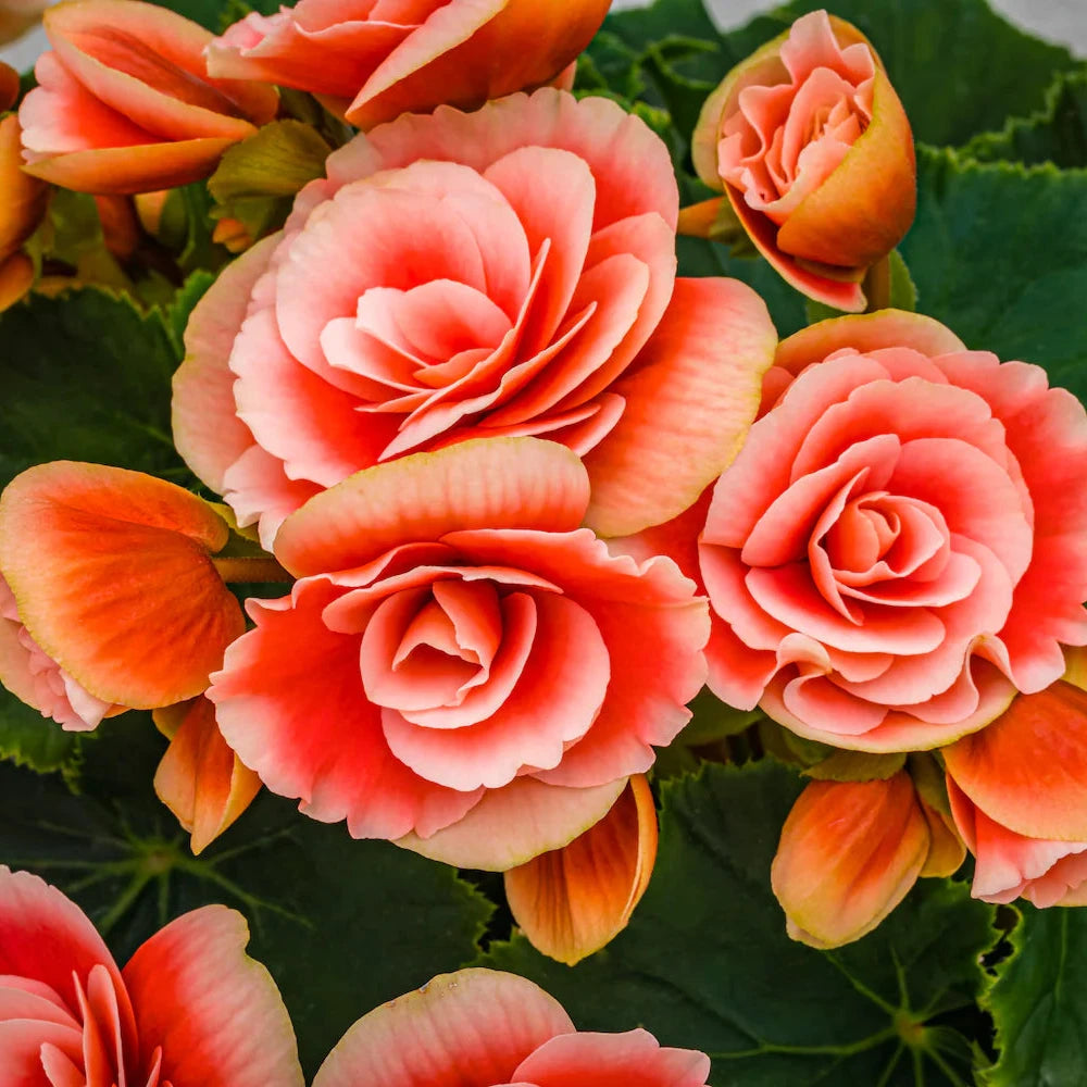 Organic Begonia Plant Seeds – Long Blooming Indoor & Garden Flowers