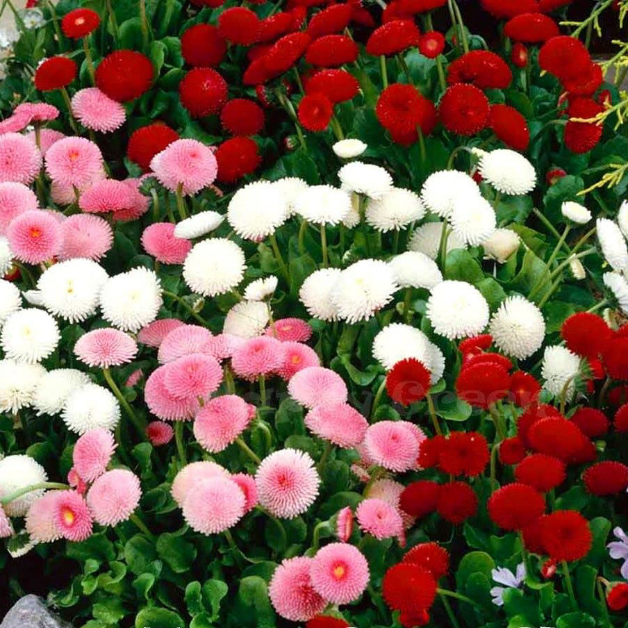 Double Daisy Flower Seeds – Organic Bright Perennial for Home Gardens