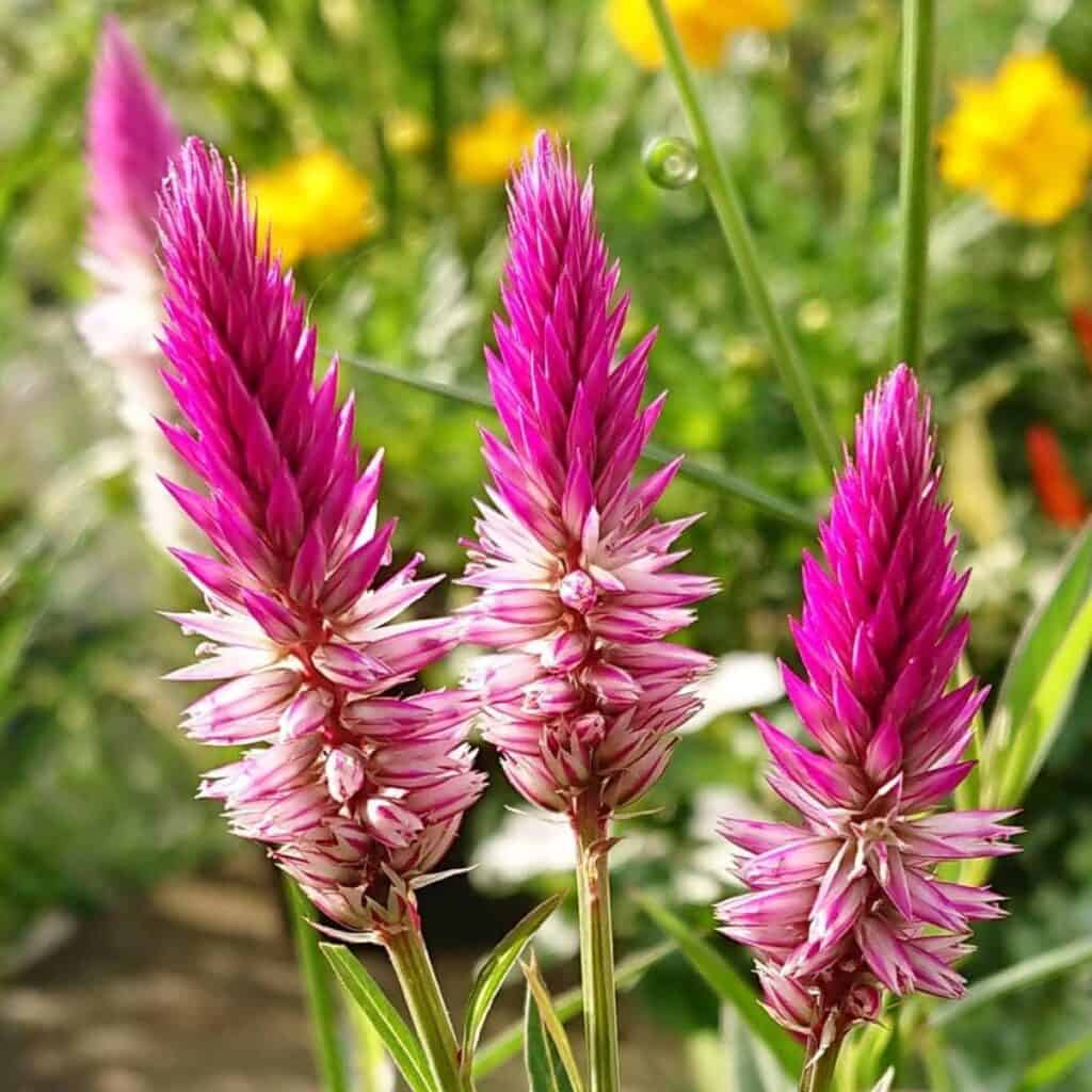 Heirloom Celosia Seeds – Non-GMO Garden Flower Variety for Home Gardens