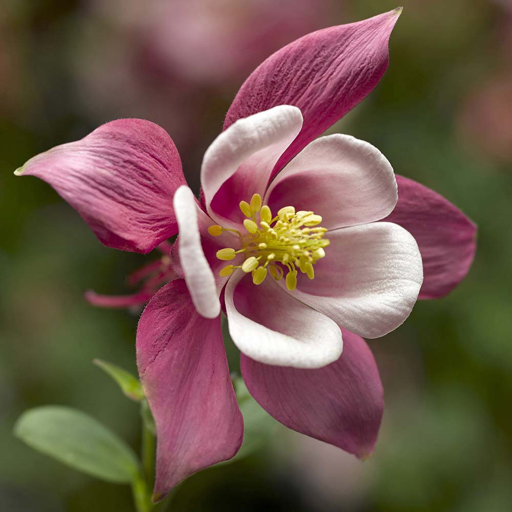 Pale Pink Columbines Flower seeds for Planting - Colorful Display, Heirloom & GMO Free Seeds for Home Garden
