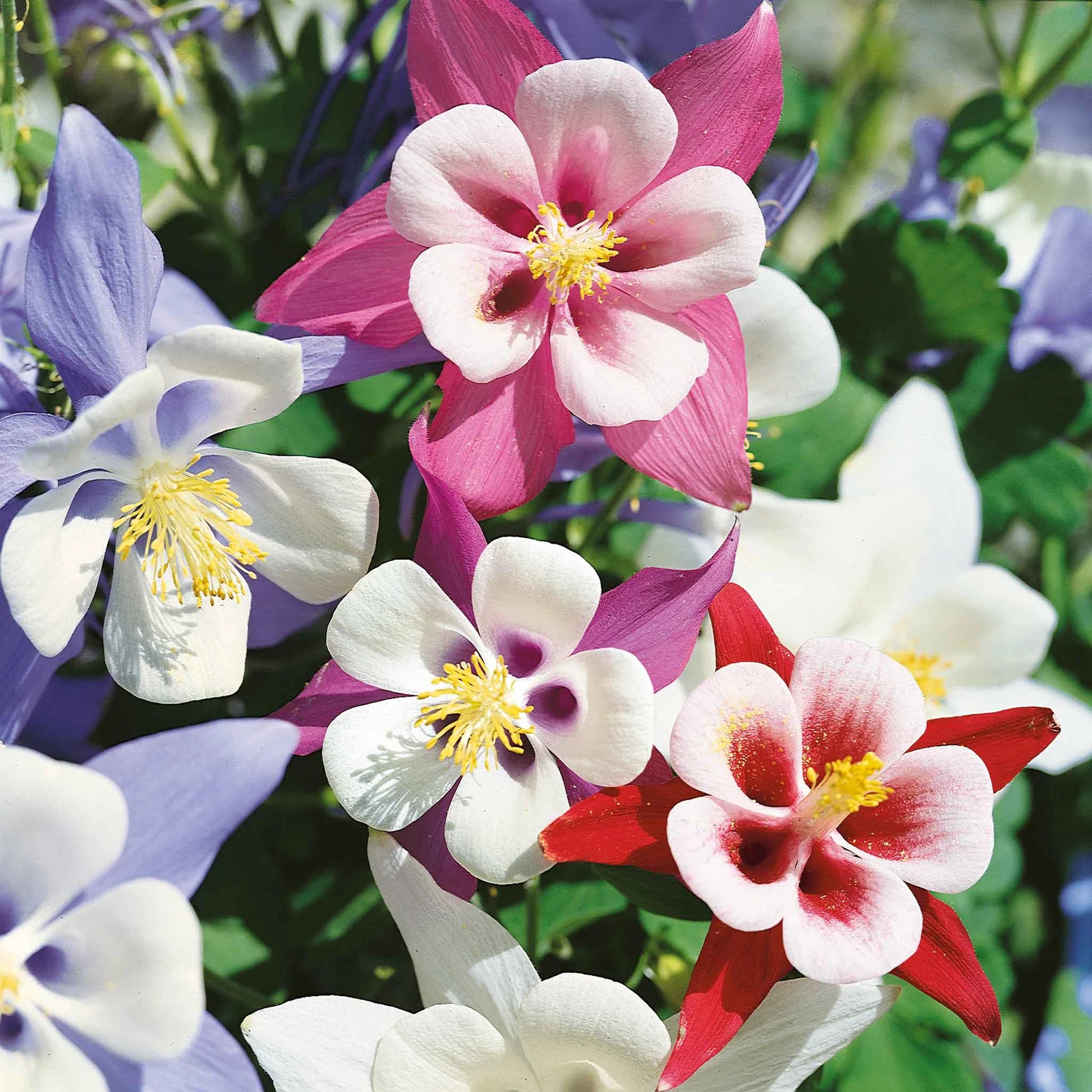 Purple Aquilegia Flower seeds for Planting - Drought Tolerant, Heirloom & GMO Free Seeds for Home Garden