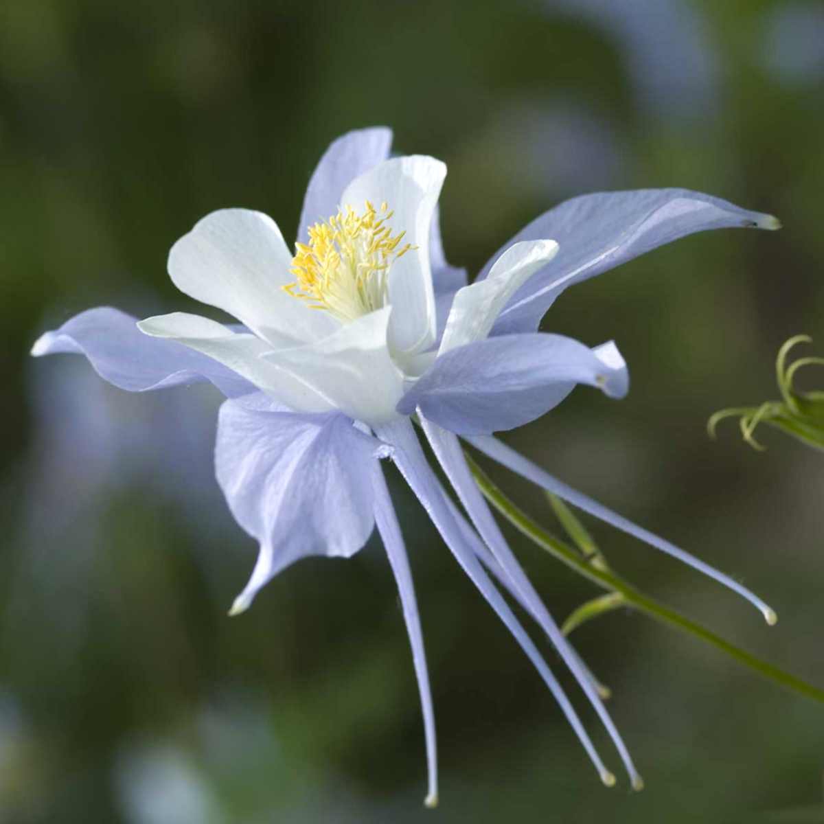Columbine Flower seeds for Planting Drought Tolerant Heirloom & GMO Free Seeds for Home Garden