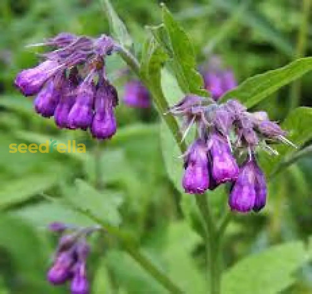 Comfrey Flower Seeds For Planting  Perennial Garden Blooms