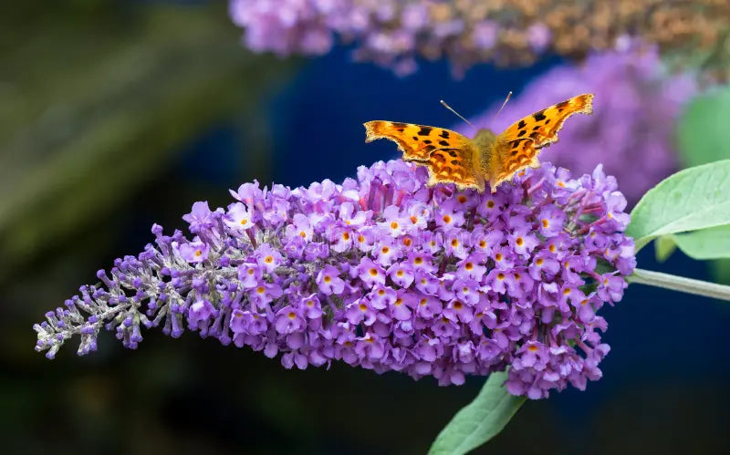 Dark Blue Buddleia Flower Seeds for Planting Drought Tolerant Heirloom & GMO Free Seeds for Home Garden
 
 Sale