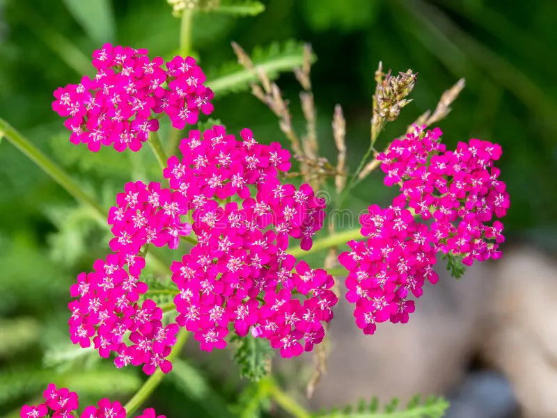 Pink Cerise Yarrow Flower seeds for Planting - Colorful Display, Heirloom & GMO Free Seeds for Home Garden
