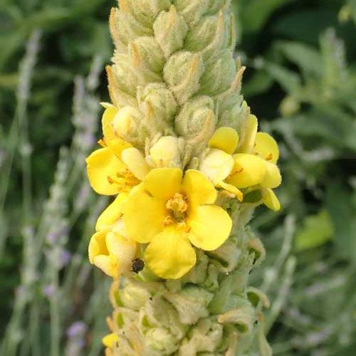 Green Verbascum Thapsus Flower seeds for Planting - Low Maintenance, Heirloom & GMO Free Seeds for Home Garden