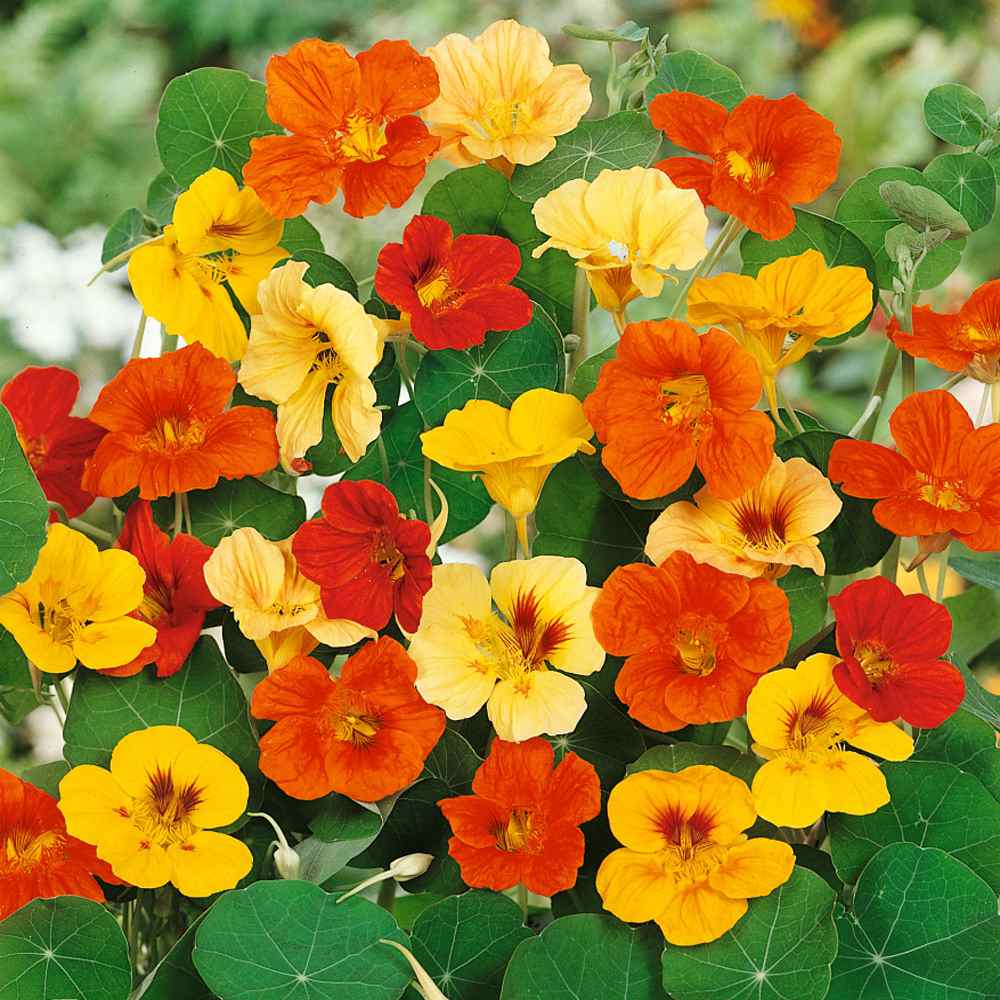 Heirloom Nasturtium Seeds – Peppery Edible Flowers for Salads & Gardens
