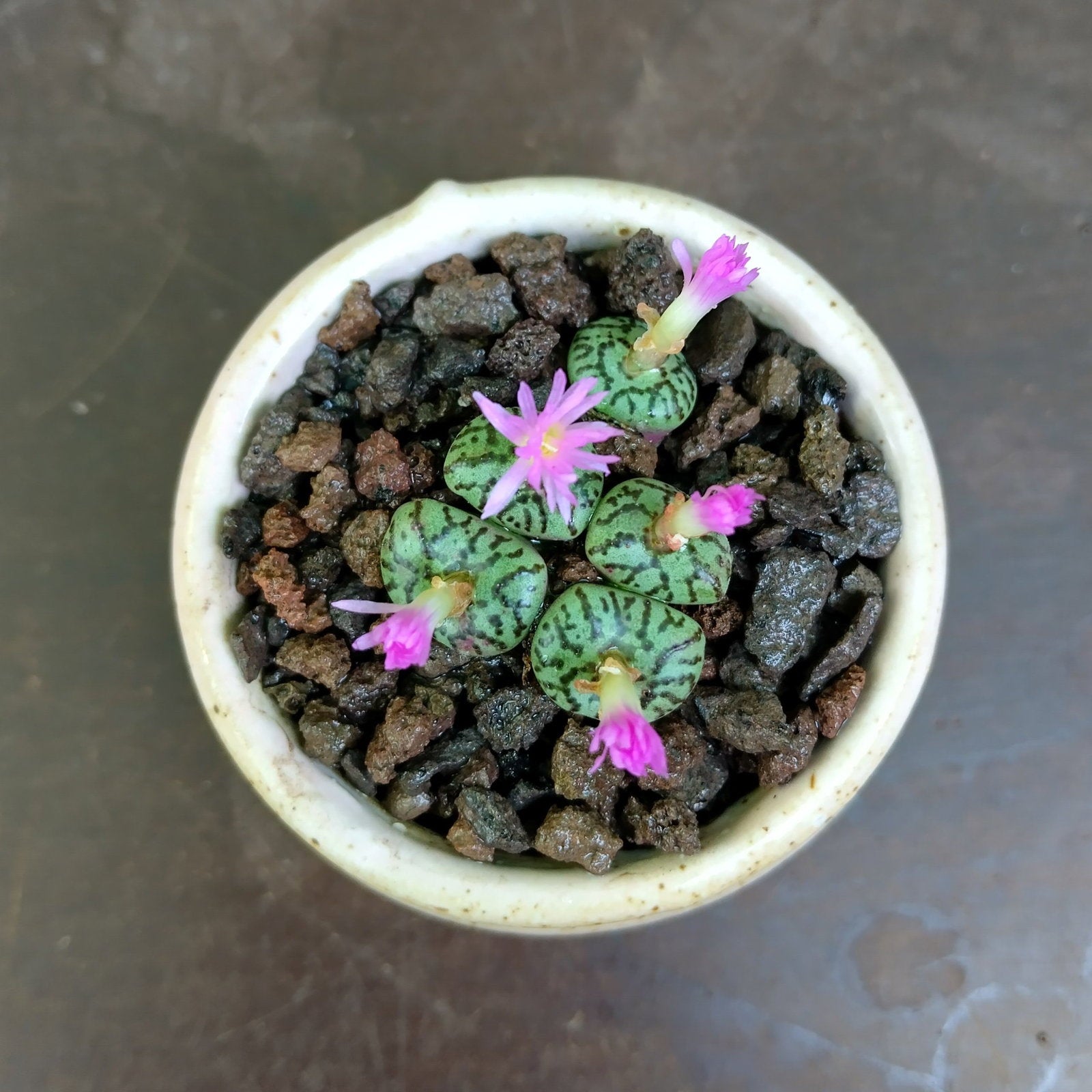 Black Conophytum Seeds - Easy Planting