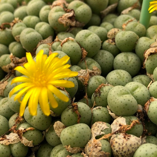 Mixed Conophytum Hammeri Flower seeds for Planting - Pollinator Friendly, Heirloom & GMO Free Seeds for Home Garden