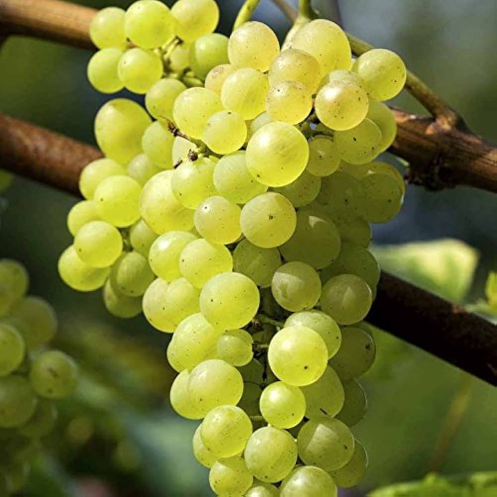 Grapevine growing in container