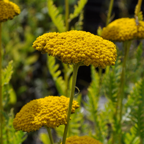 Yellow Achillea Millefolium Flower seeds for Planting - Shade Tolerant, Heirloom & GMO Free Seeds for Home Garden