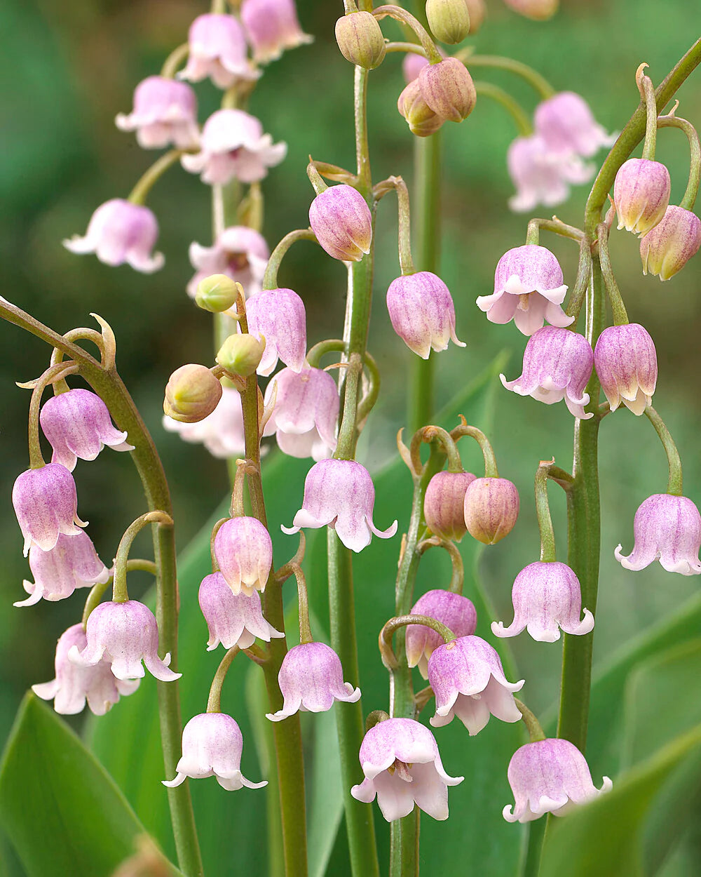 Pink Lily of the Valley Seeds for Planting  Beautiful Perennial Flower Seeds