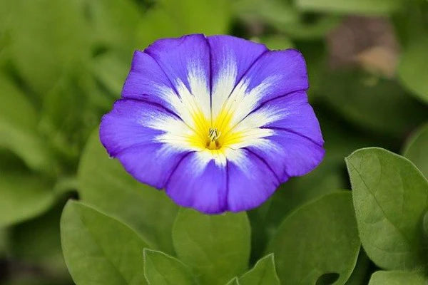 Convolvulus Flower seeds for Planting Sun Loving Heirloom & GMO Free Seeds for Home Garden