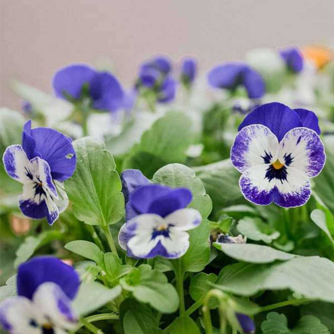 Cool-Season Blooming Blue & White Pansy Flowers