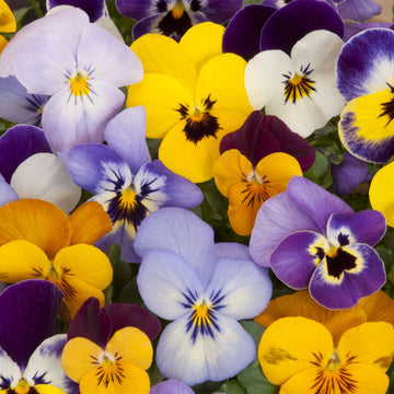 Organic Pansy Plant Seeds – Heirloom Cool-Season Flower Variety