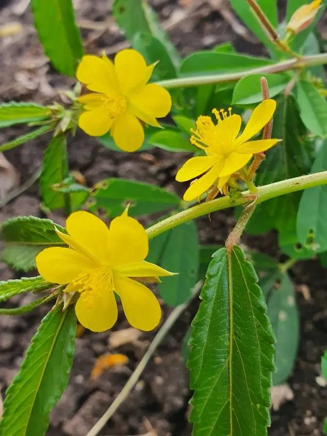 Corchorus seeds for borders and garden beds
