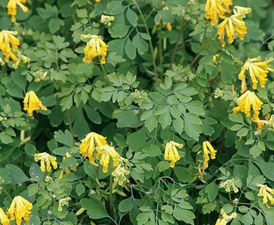 Yellow Corydalis Manchu Flower seeds for Planting - Seasonal Bloomer, Heirloom & GMO Free Seeds for Home Garden