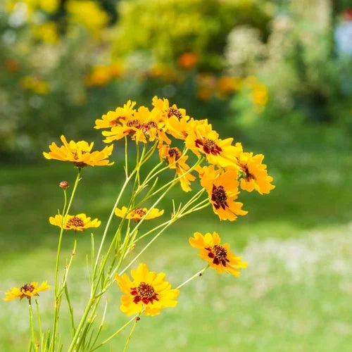 Yellow Coreopsis Flower seeds for Planting - Wildflower Mix, Heirloom & GMO Free Seeds for Home Garden