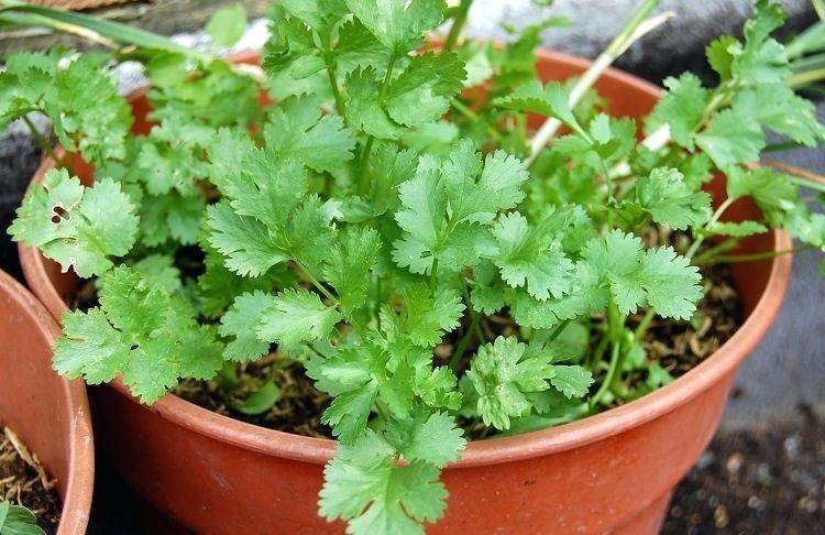 Coriander Herb Seeds – Organic Seasonal Parsley Plant