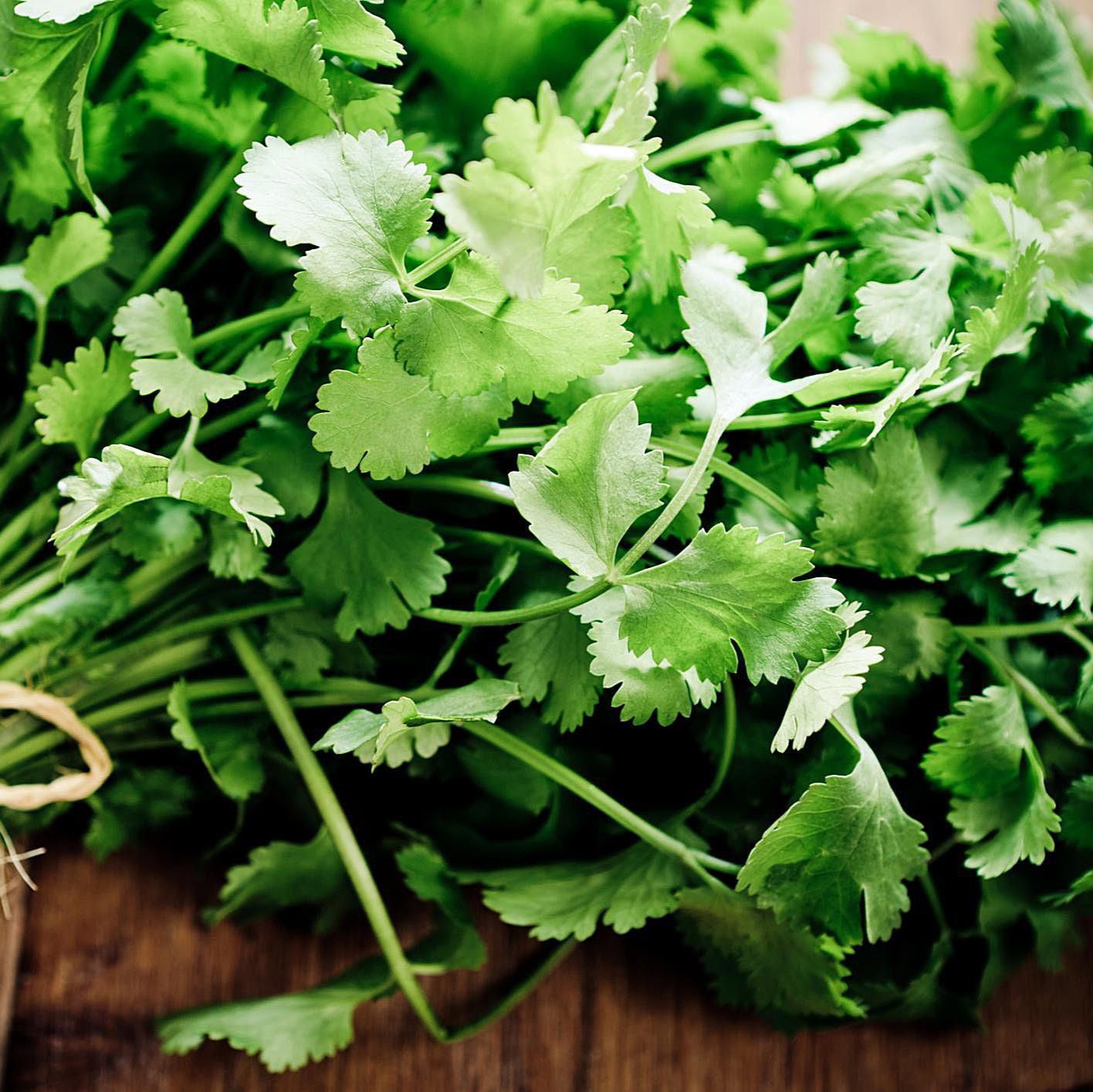 Cilantro Seeds – Organic Heirloom Coriander Herb for Home Gardens