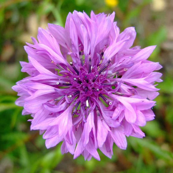 Cornflower Flower seeds for Planting - Cut Flower Favorite, Heirloom & GMO Free Seeds for Home Garden