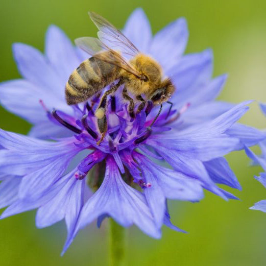 Cornflower Seeds – Organic Non-GMO Blue Bachelor’s Button Garden Flower