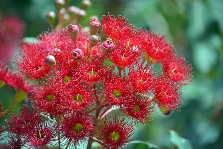 Ficifolia Flower seeds for Planting - Premium Quality, Heirloom & GMO Free Seeds for Home Garden