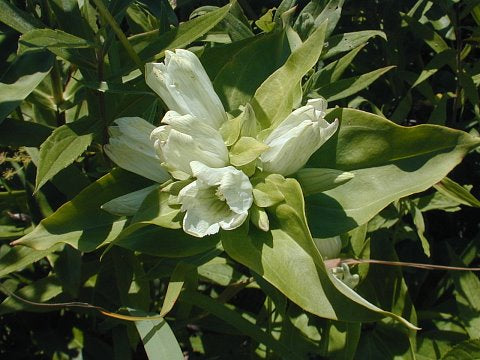Cream Gentiana Flower seeds for Planting - Vibrant Colors, Heirloom & GMO Free Seeds for Home Garden