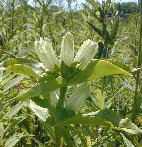 Cream Gentiana Flower seeds for Planting - Vibrant Colors, Heirloom & GMO Free Seeds for Home Garden