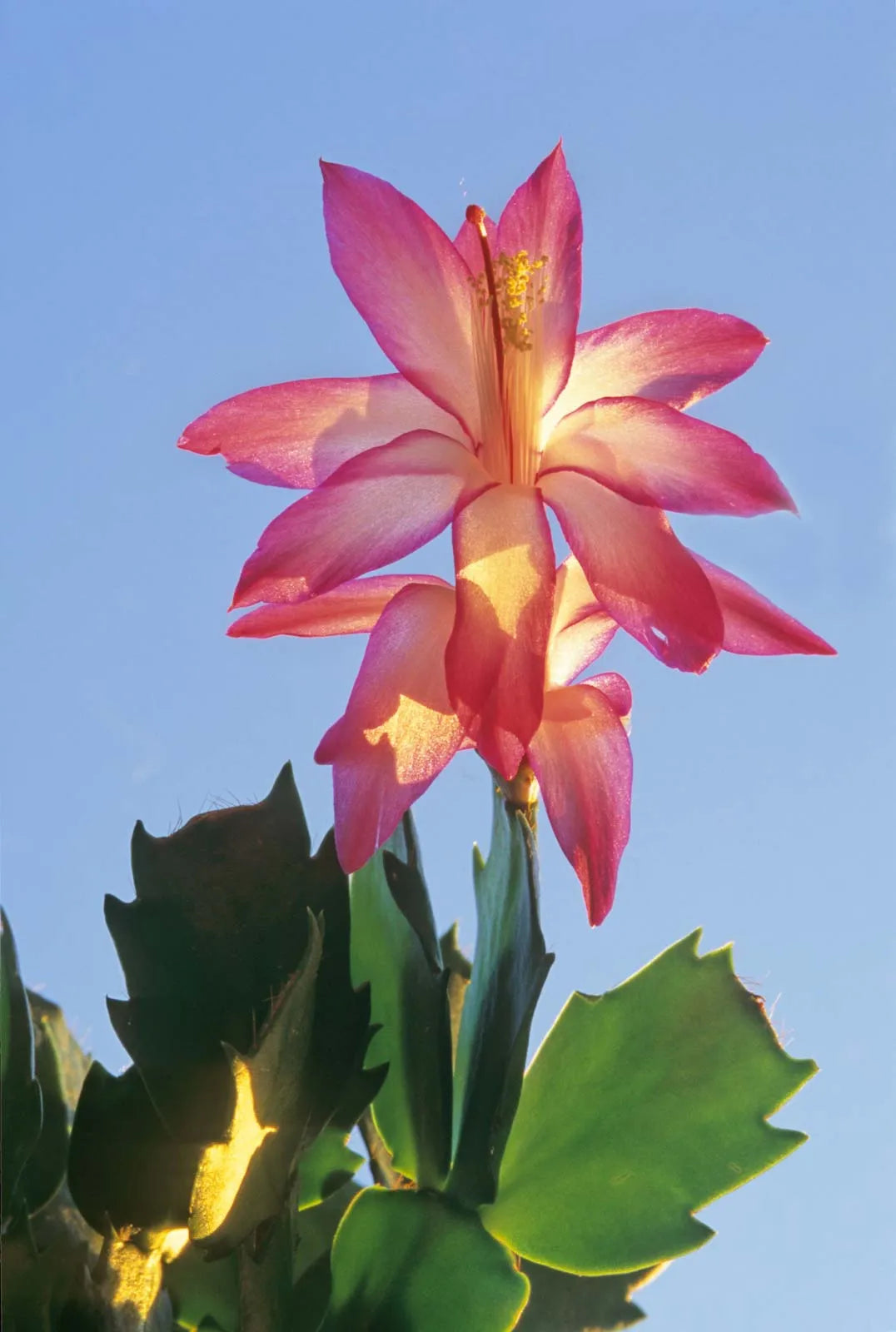 Schlumbergera Flower seeds for Planting Seasonal Bloomer Heirloom & GMO Free Seeds for Home Garden