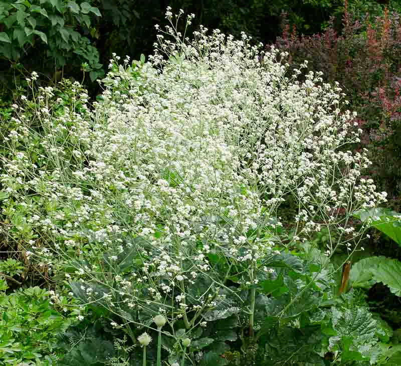 Seakale Flower seeds for Planting - Low Maintenance, Heirloom & GMO Free Seeds for Home Garden