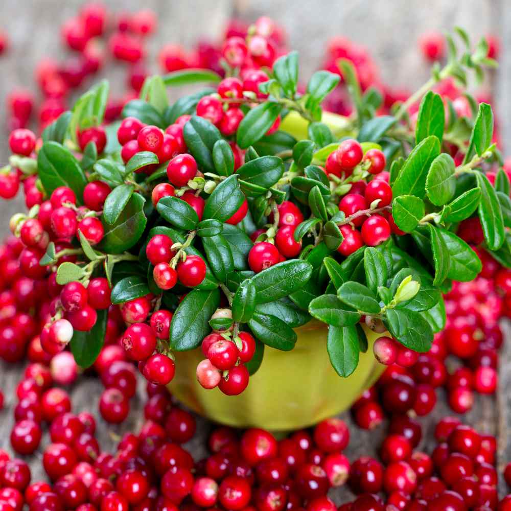 Cranberry Seeds for Planting - Vaccinium Macrocarpon Fruit Seeds
