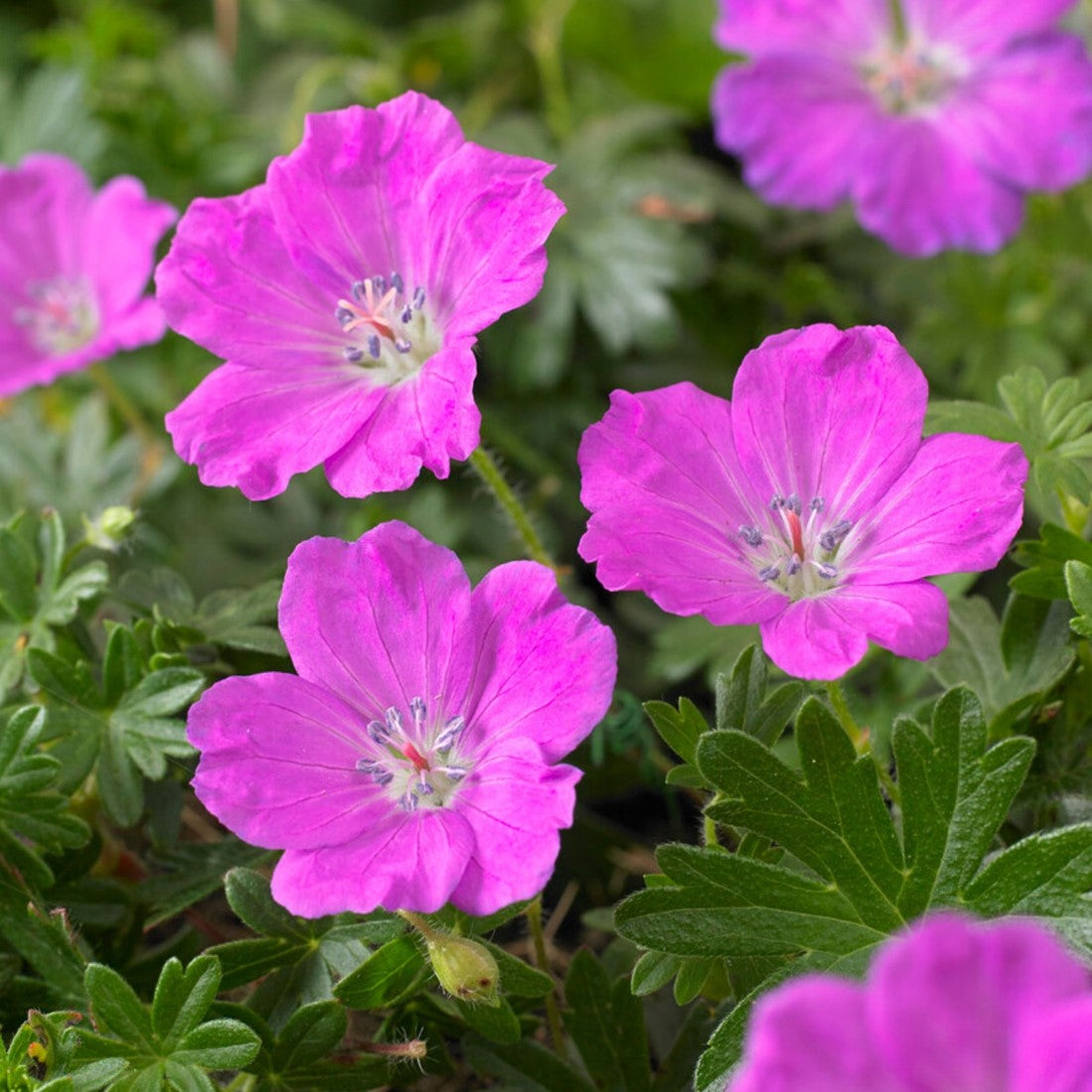 Burgundy Univalve Geranium Flower seeds for Planting Compact Growth Heirloom & GMO Free Seeds for Home Garden