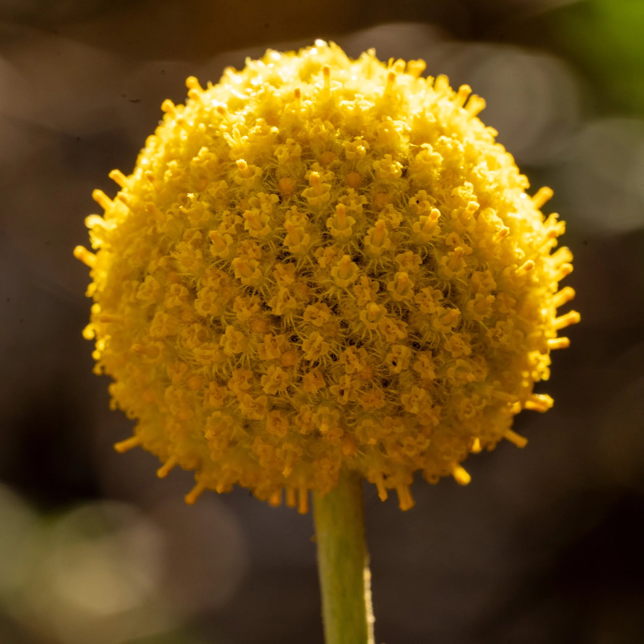 Craspedia Flower seeds for Planting Easy to Grow Heirloom & GMO Free Seeds for Home Garden